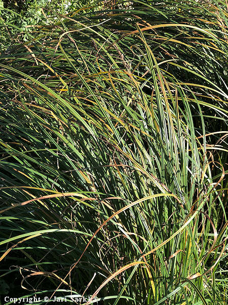 Carex acuta, viiltosara